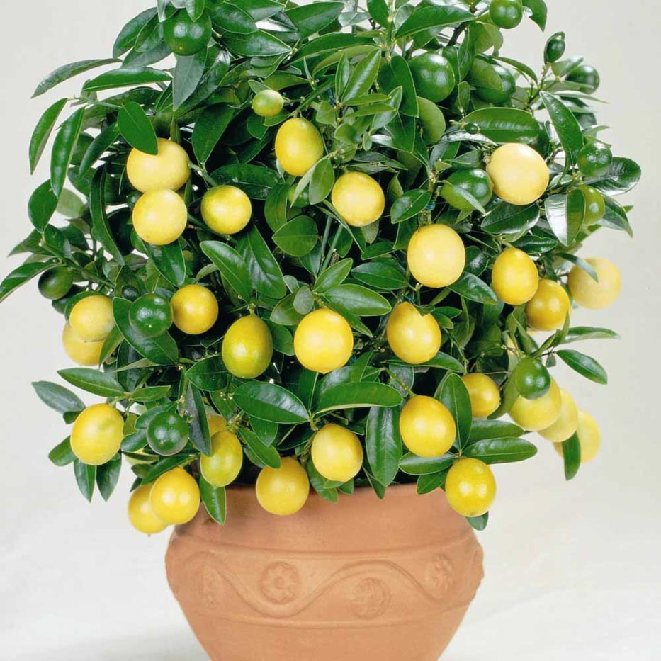Citrus lemon Acacia