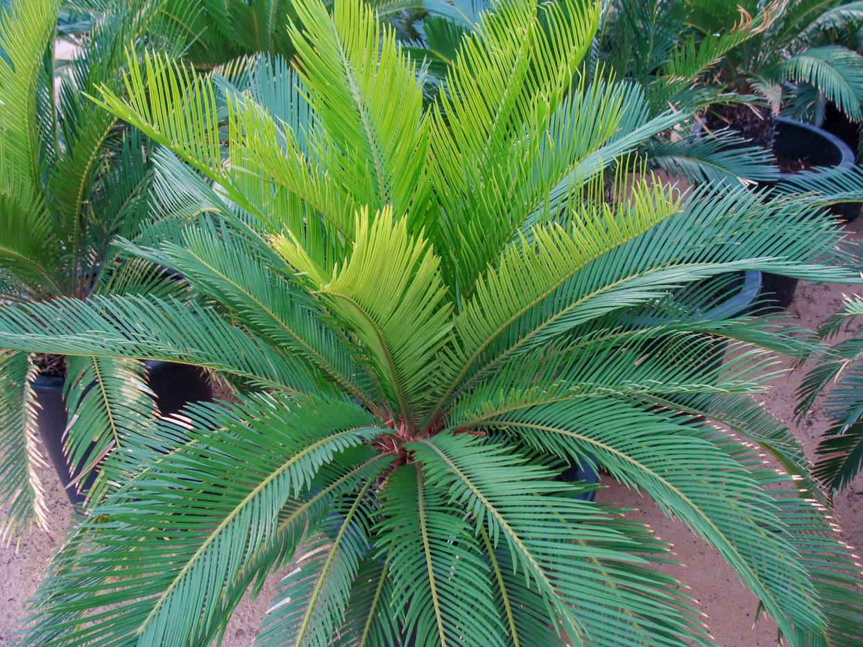 Cycas revoluta – Acacia
