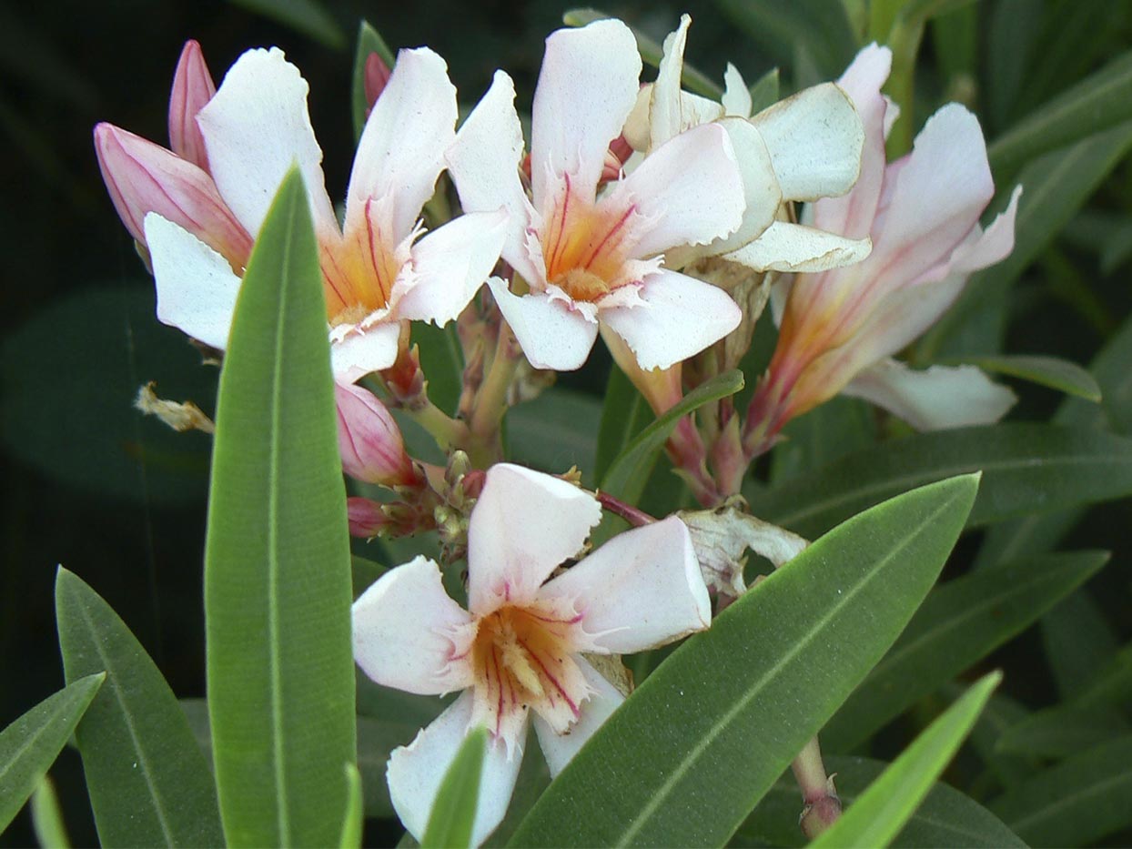 Nerium Oleander Petite Pink Acacia