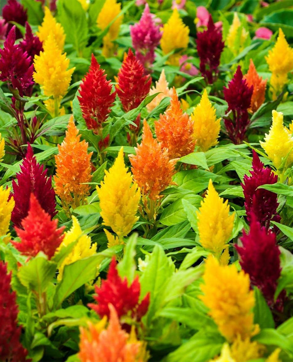 Celosia plumosa First flame Acacia