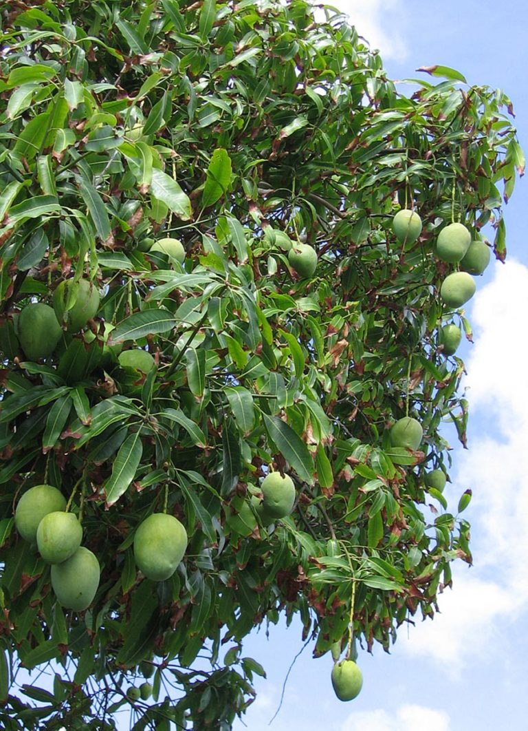 Mangifera indica - Acacia LLC