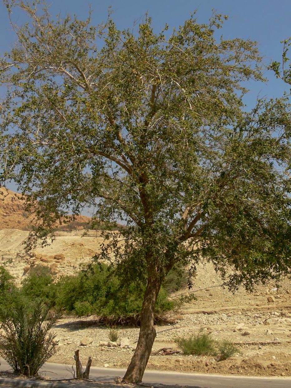 Zizipus Spina Christi Acacia Llc